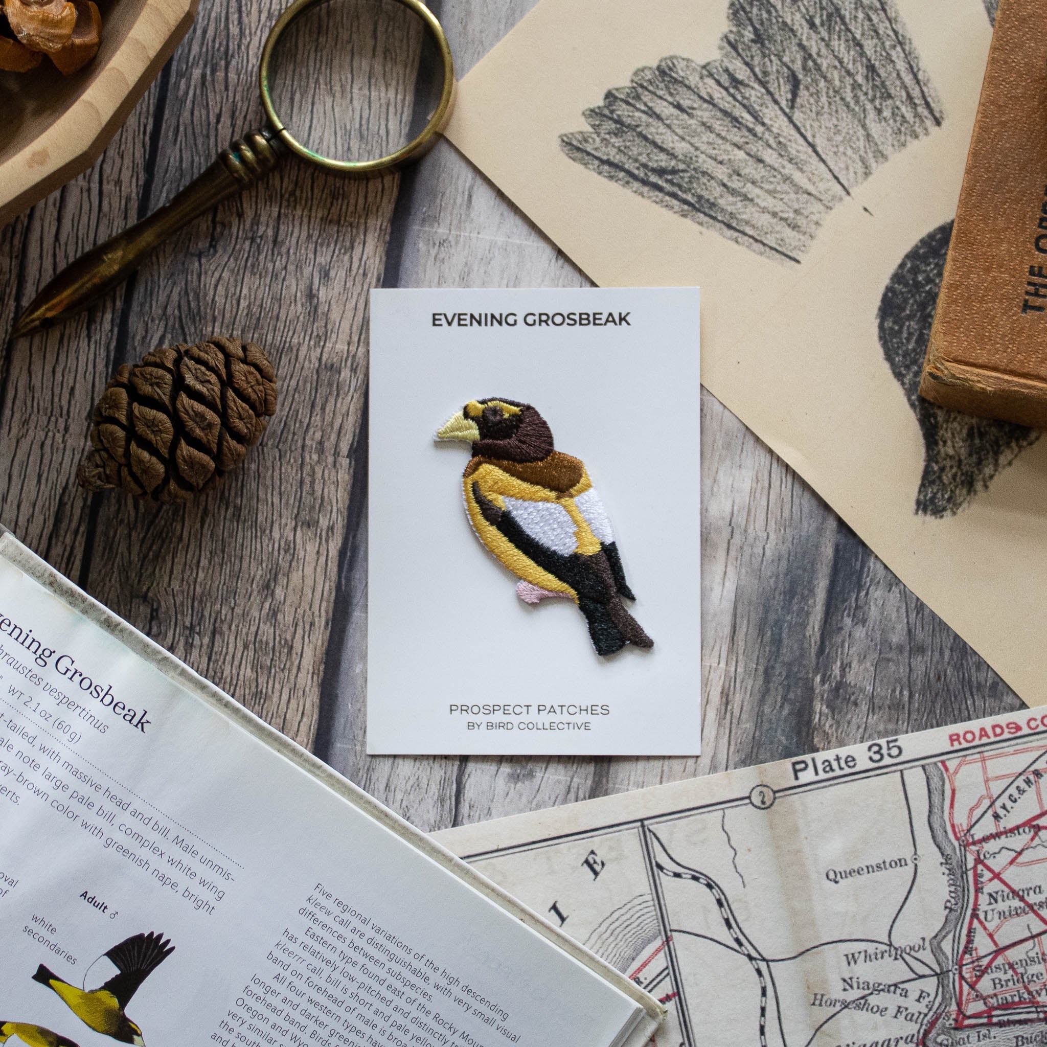 Evening Grosbeak Patch - Image 3