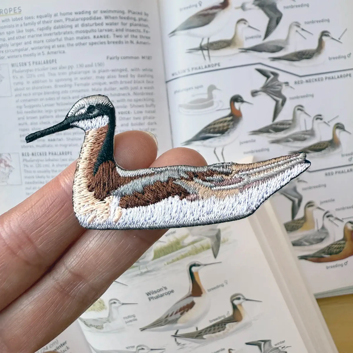Wilson's Phalarope Patch - Image 2